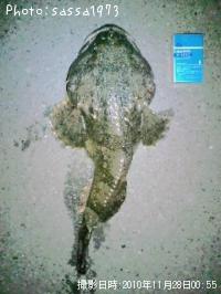 ¥È¥²¥«¥¸¥«