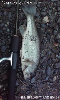 ¥Ö¥é¥Ã¥¯¥Ð¥¹