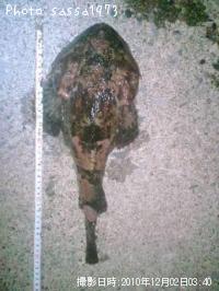 ¥È¥²¥«¥¸¥«