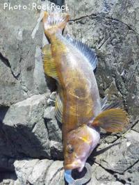 �����ʥ�