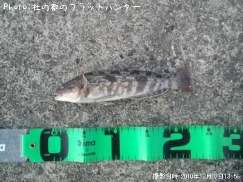 �����ʥ�