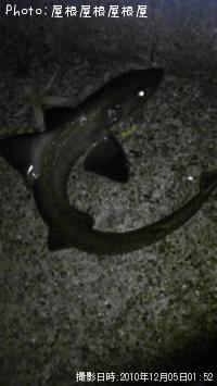 �Ͷ���������ʤ���