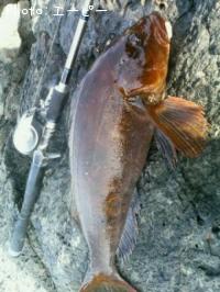 �����ʥ�