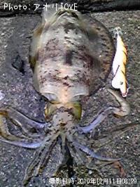 ¥¢¥ª¥ê¥¤¥«