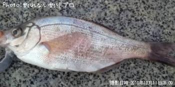 ¥¦¥ß¥¿¥Ê¥´