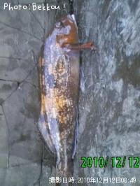 �����ʥ�