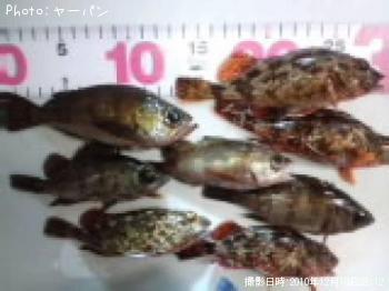 ¥á¥Ð¥ë¡¦¥«¥µ¥´