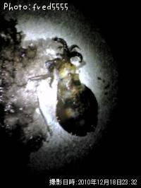 �����ꥤ��