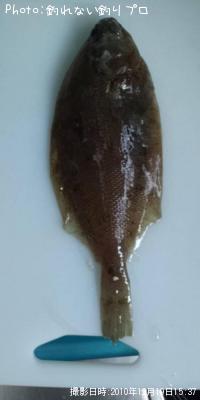 �����ꥬ�쥤