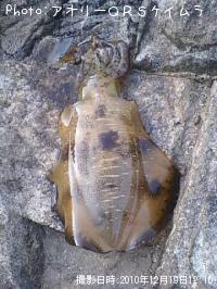 ¥¢¥ª¥ê¥¤¥«