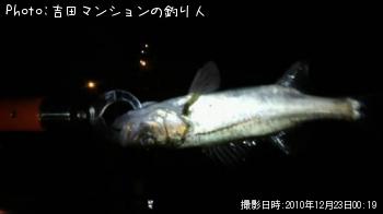 ¥»¥¤¥´¤È»×¤ï¤ì¤ë