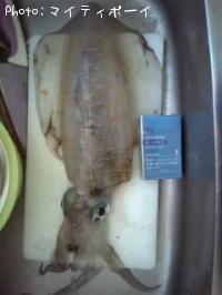 ¥¢¥ª¥ê¥¤¥«