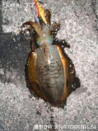 ¥¢¥ª¥ê¥¤¥«