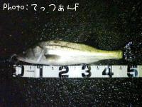 �����ꥯ������