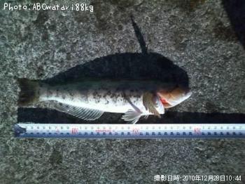 �����ʥ�