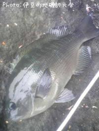 ¸ýÂÀ¥á¥¸¥Ê