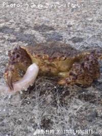 �ȥ����ꥬ��