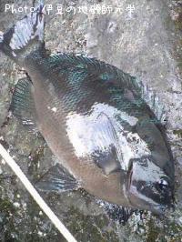 ¸ýÂÀ¥á¥¸¥Ê