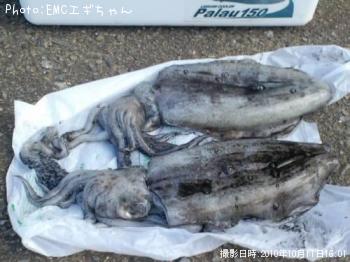 ¥¢¥ª¥ê¥¤¥«