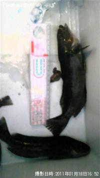 �����ʥ�