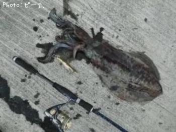 �����ꥤ��