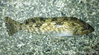 �����ʥ�