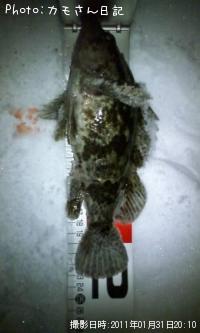 ¥Ù¥Ã¥³¥¦¥¾¥¤