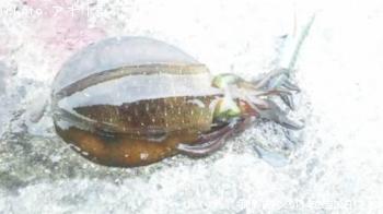 ¥¢¥ª¥ê¥¤¥«