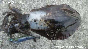 ¥¢¥ª¥ê¥¤¥«