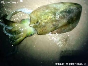 ¥¢¥ª¥ê¥¤¥«