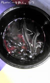 チョウザメ・ナマズ