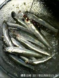 ¥«¥¿¥¯¥Á¥¤¥ï¥·