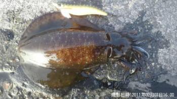 ¥¢¥ª¥ê¥¤¥«