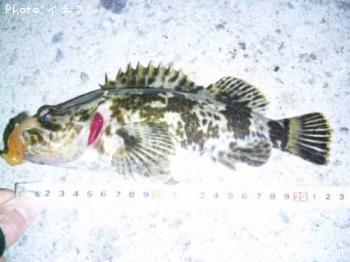 ¥¿¥±¥Î¥³¥á¥Ð¥ë