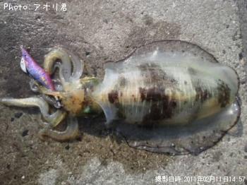 ¥¢¥ª¥ê¥¤¥«