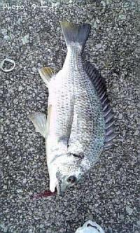 ���ӥ����