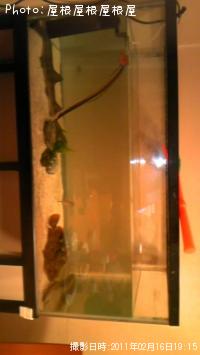 ��äѤꥢ�ʥ������