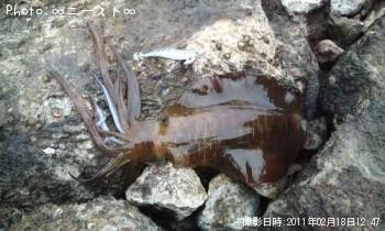 ¥¢¥ª¥ê¥¤¥«