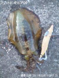 �����ꥤ��