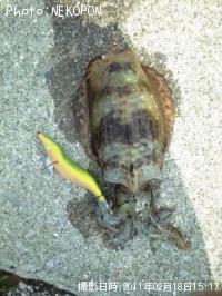 ¥¢¥ª¥ê¥¤¥«