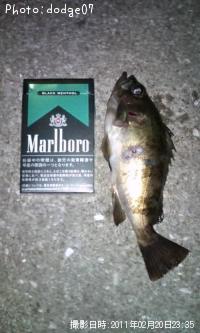 メバル