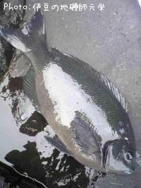 ¸ýÂÀ¥á¥¸¥Ê