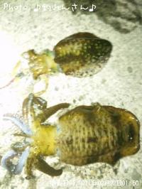 烏賊
