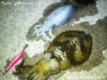 烏賊