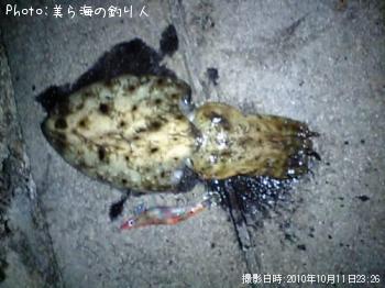 ���֥���