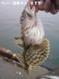 ¥·¥é¥ß¥«¥¸¥«