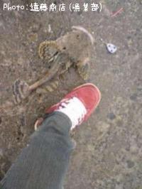 ¥·¥é¥ß¥«¥¸¥«