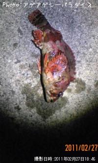 ¥è¥í¥¤¥á¥Ð¥ë