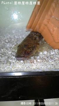 �����������ã