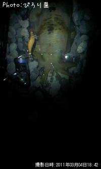 ¤¢¤ª¤ê¤¤¤«